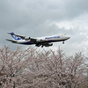 さくら＆NIPPON CARGO747-8