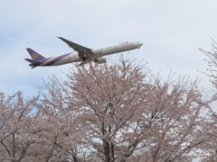 Sakura&THAI