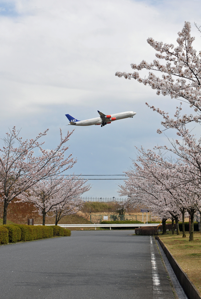 さくら＆スカンジナビアA340