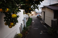 ミカンの生る散歩道