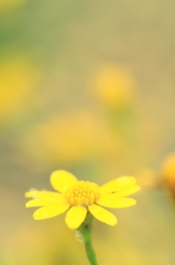 ｆｌｏｗｅｒ