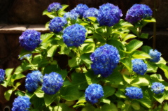 紫陽花