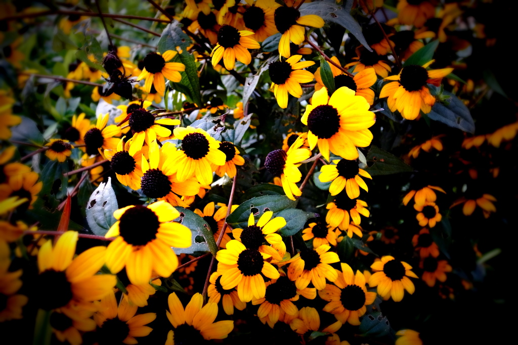おしゃべりな花たち
