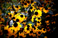 おしゃべりな花たち