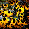 おしゃべりな花たち