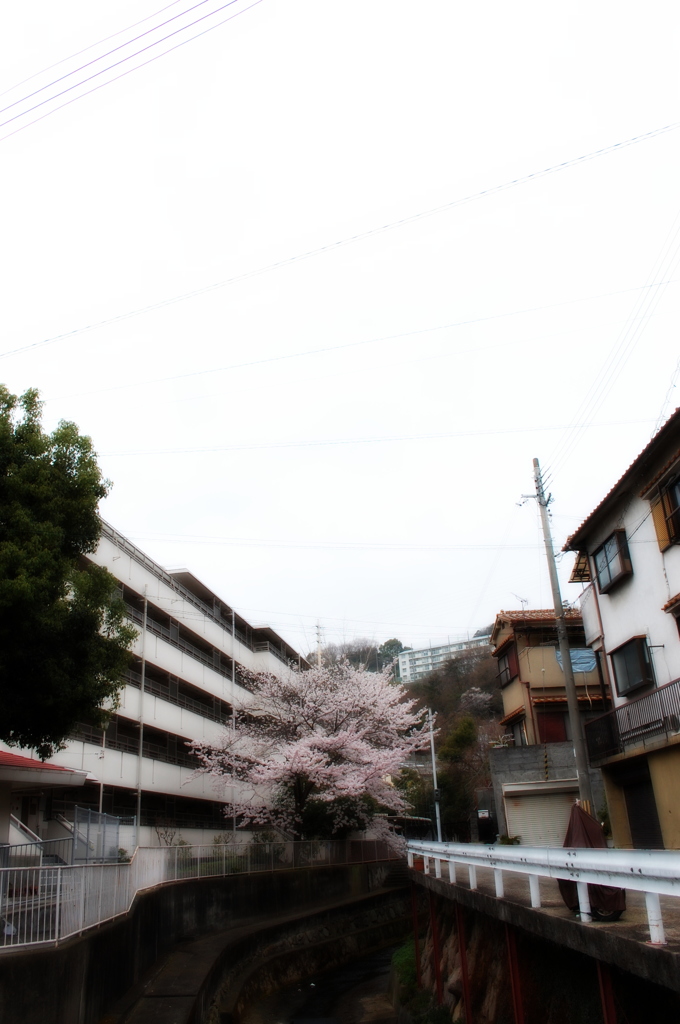 町内桜１２