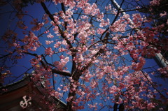 青空と桜