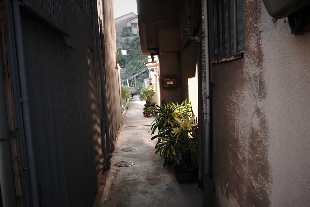 散歩道