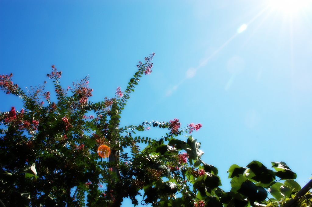 晩夏3