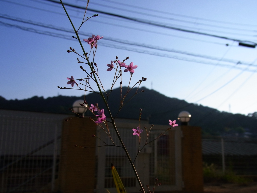 日暮れ