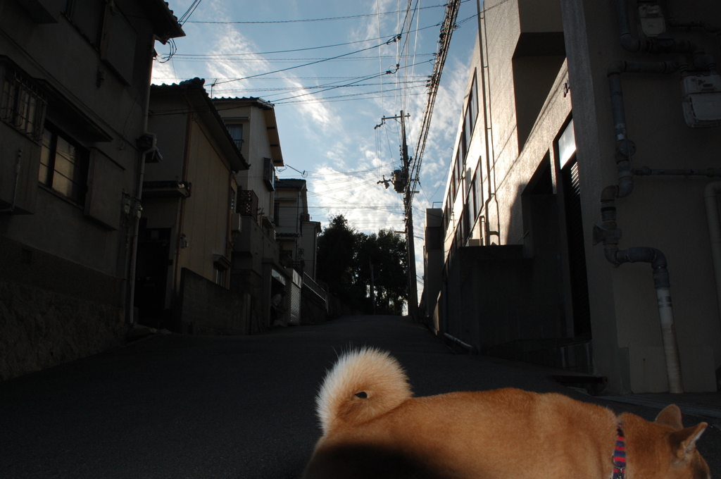 散歩道