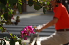 都会の花