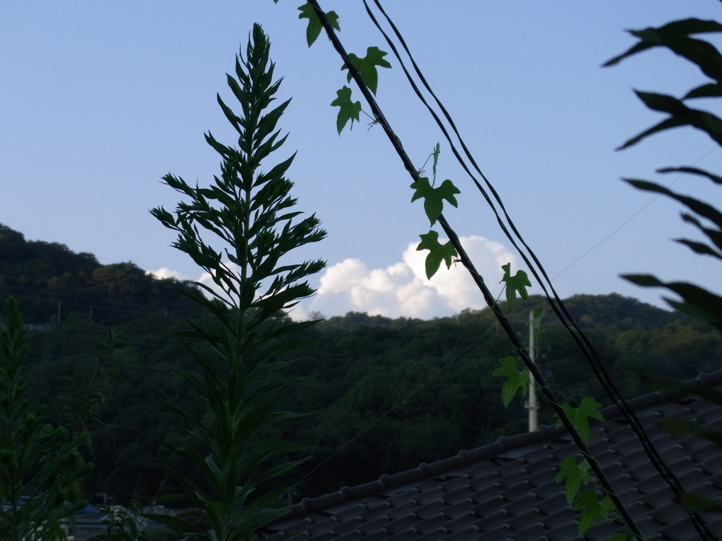 夏の名残