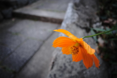 咲いてました