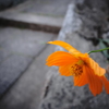 咲いてました
