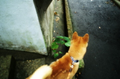 雨上がり４