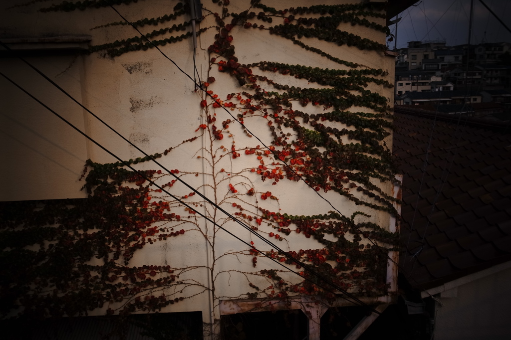 紅葉