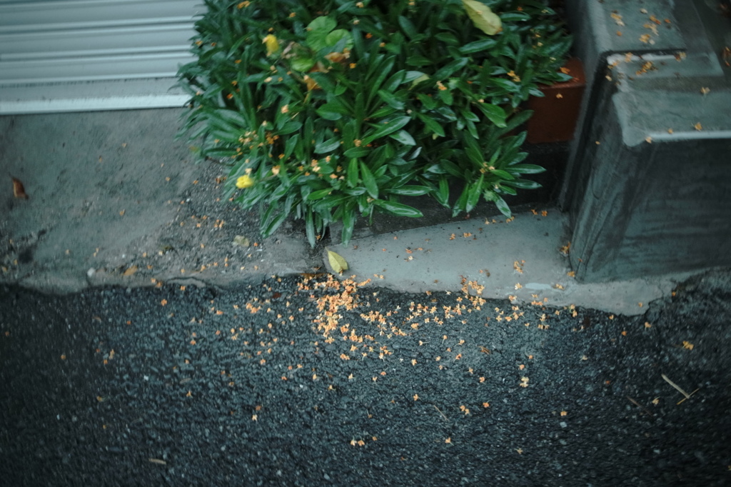雨に散りました