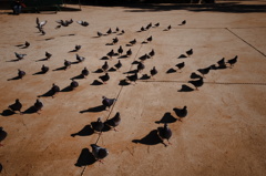 歩く鳩達