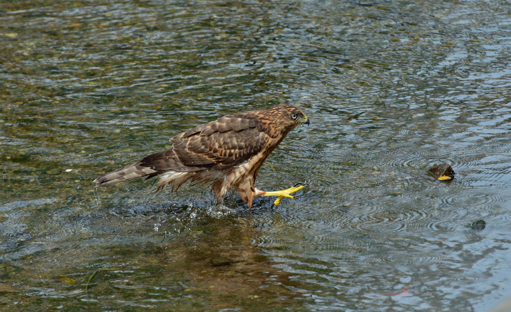 DSC_1326_00011