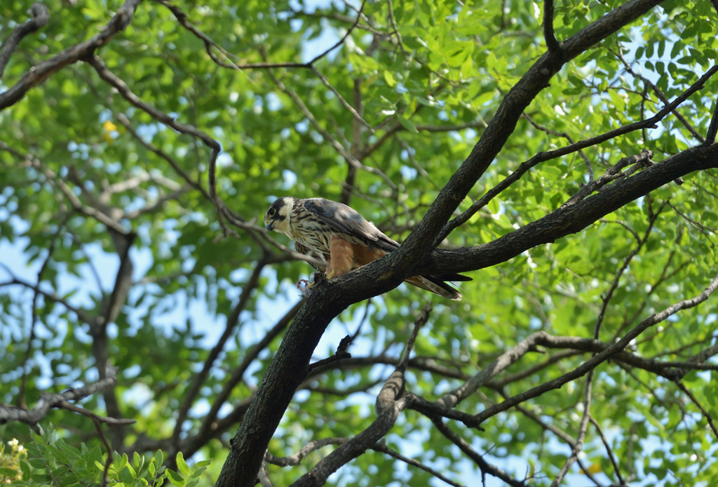 DSC_3569_00036