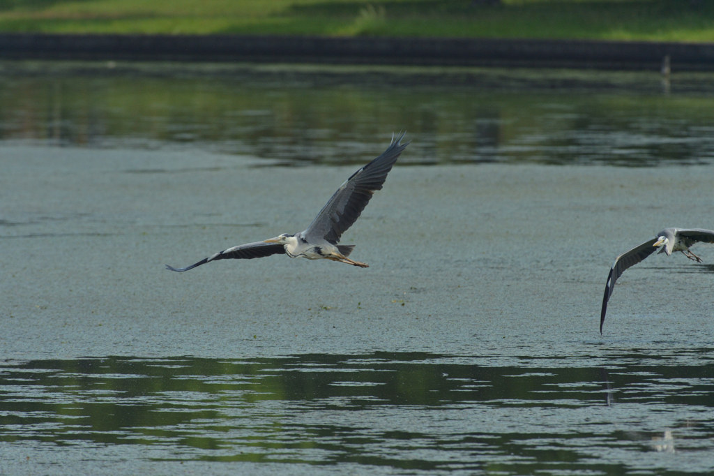 DSC_0835_00015