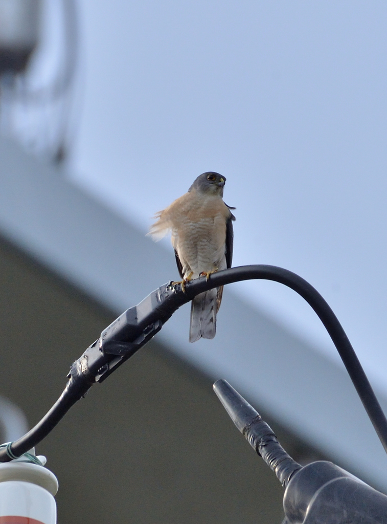 DSC_4378_00011 by みっちやんパパ （ID：6715537） - 写真共有サイト:PHOTOHITO