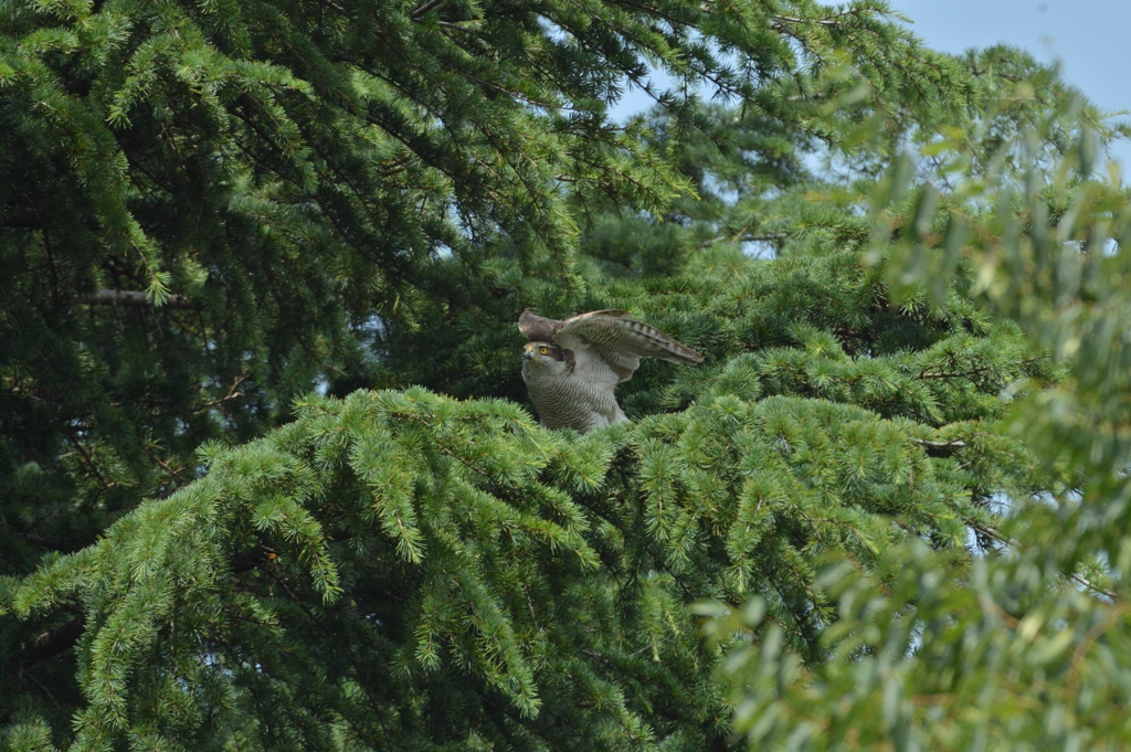 DSC_0594_00029