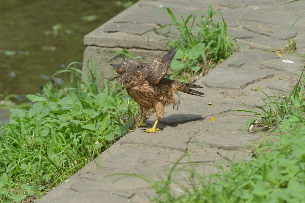 DSC_1383_00019