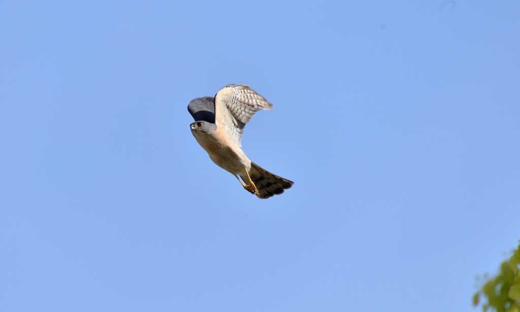DSC_5094_00017