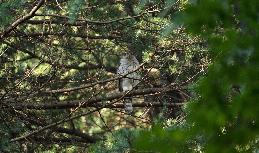 DSC_1848_00043