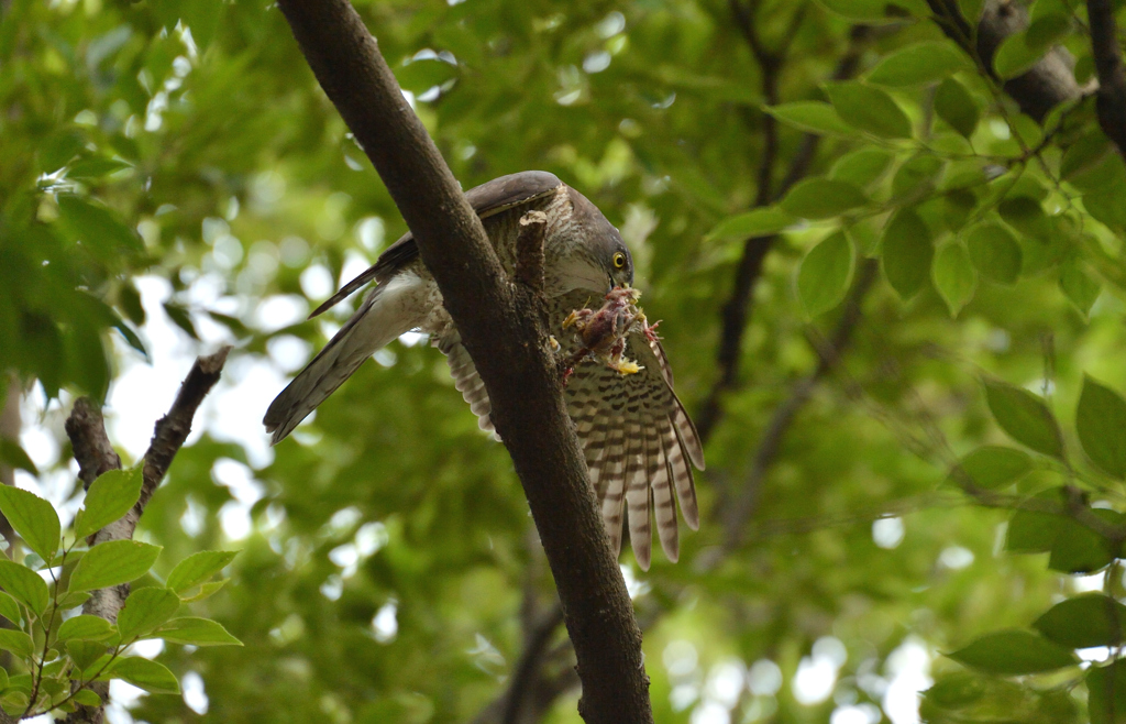 DSC_8645_00050