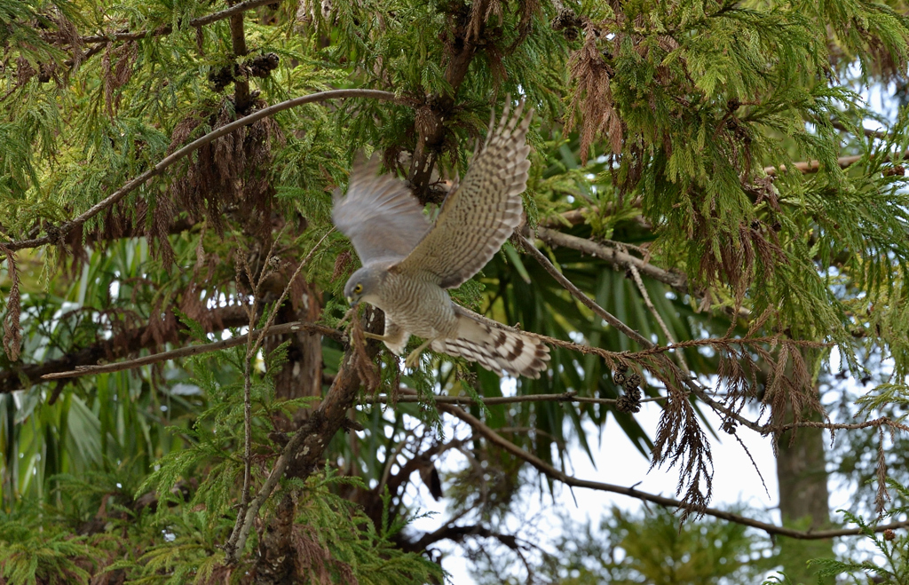 DSC_5261_00026
