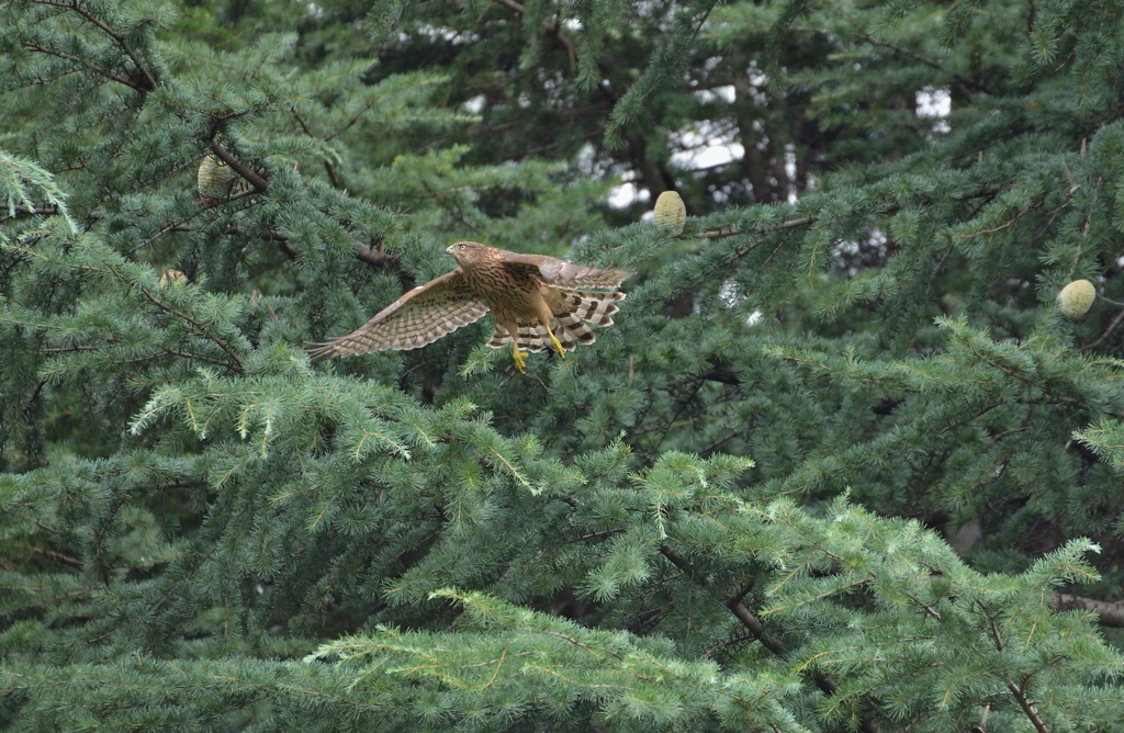 DSC_6398_00071