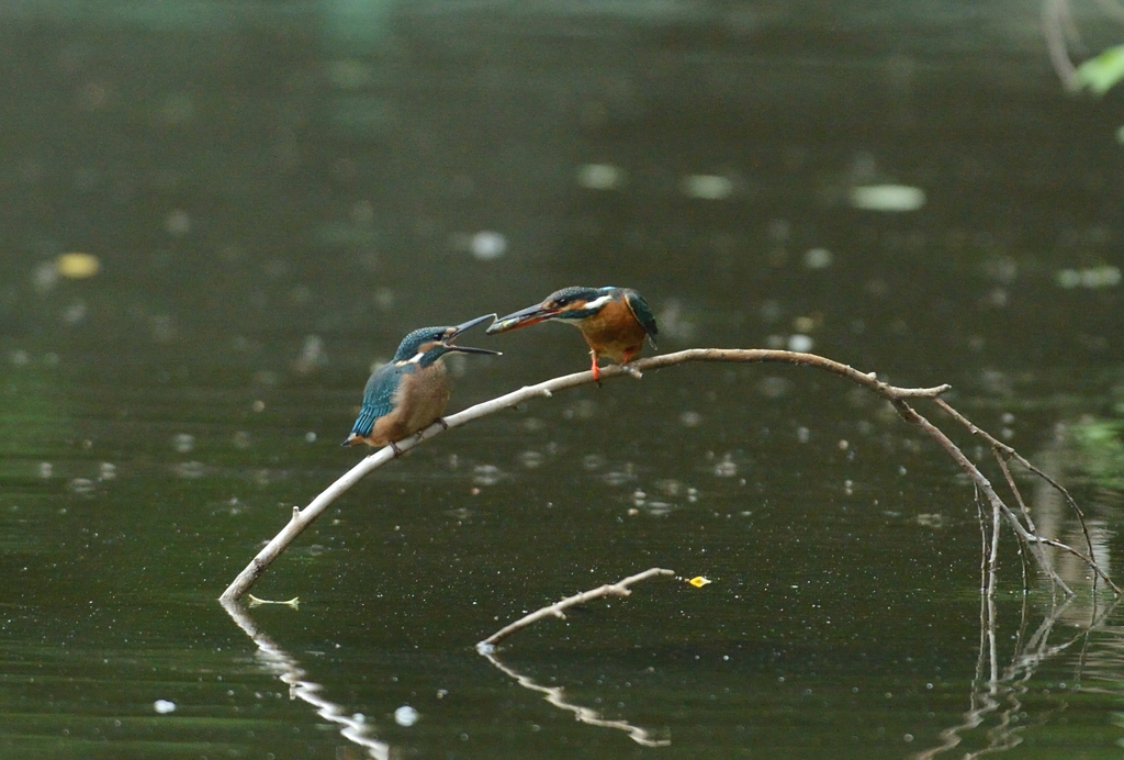 DSC_1600_00003