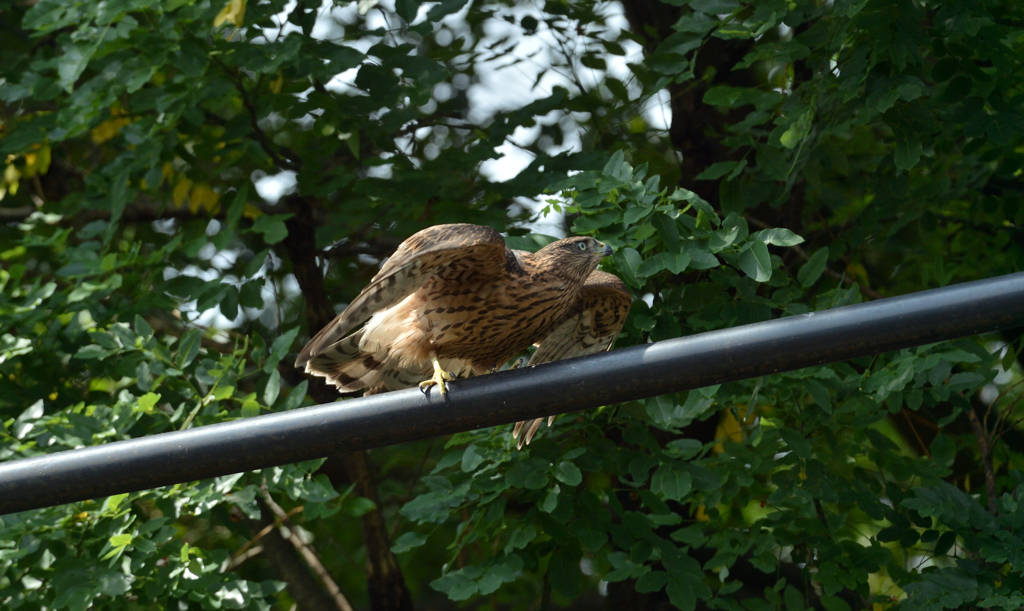 DSC_0483_00005