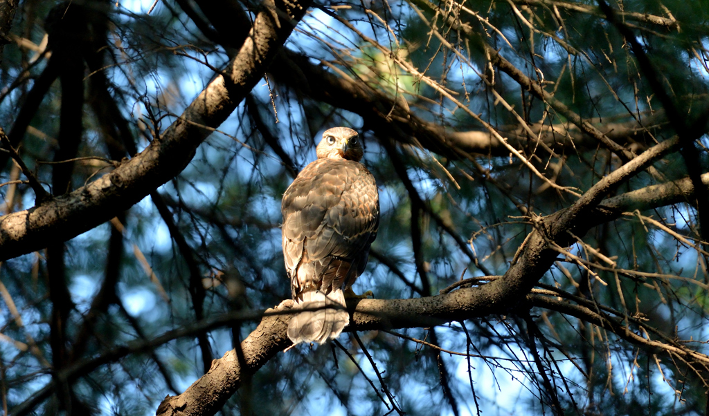 DSC_2995_00052