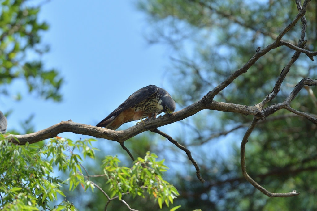 DSC_5619_00060