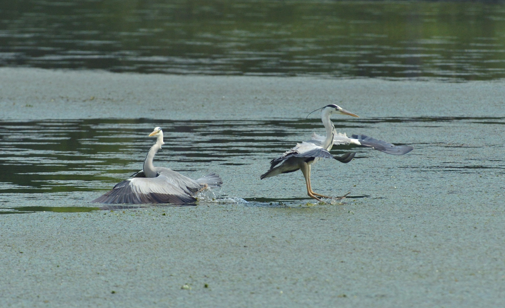 DSC_0812_00010