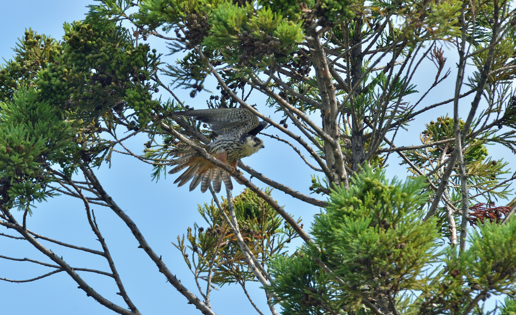 DSC_2986_00027