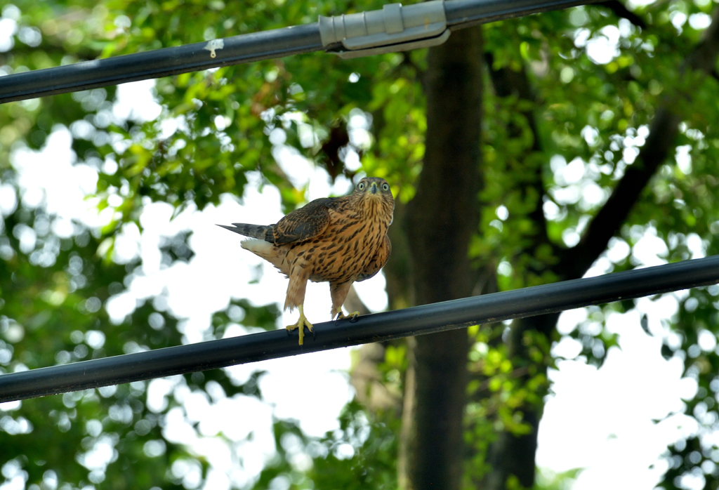 DSC_0516_00007