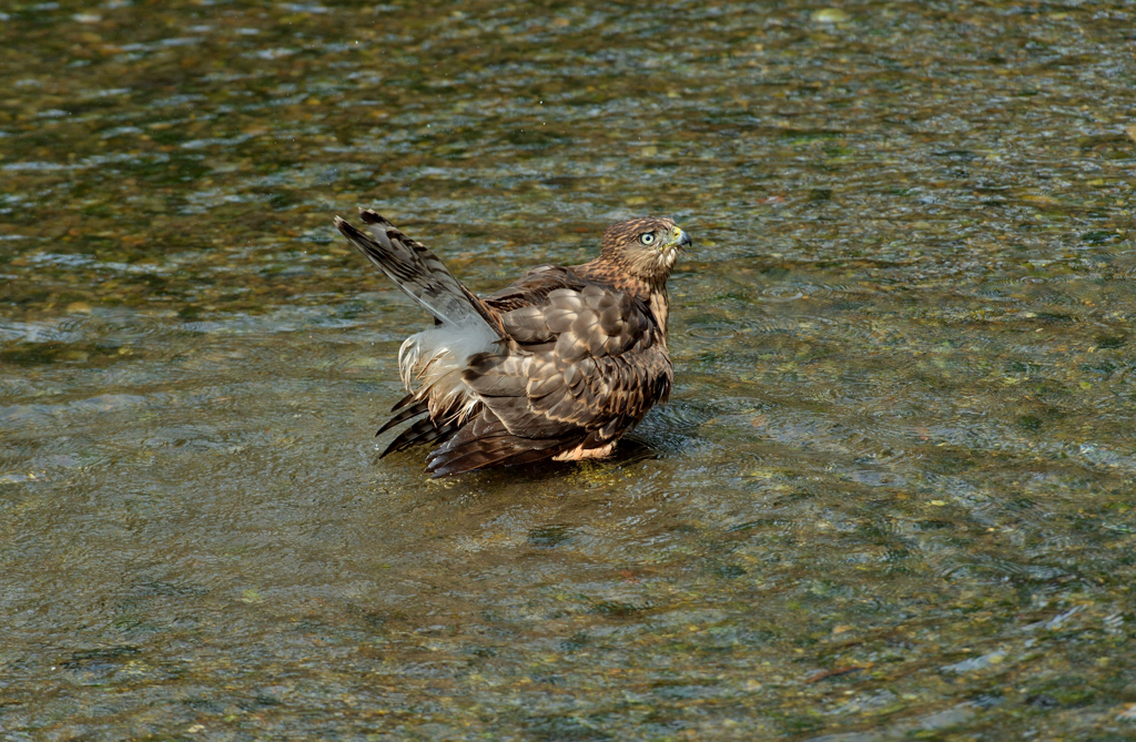 DSC_1205_00005