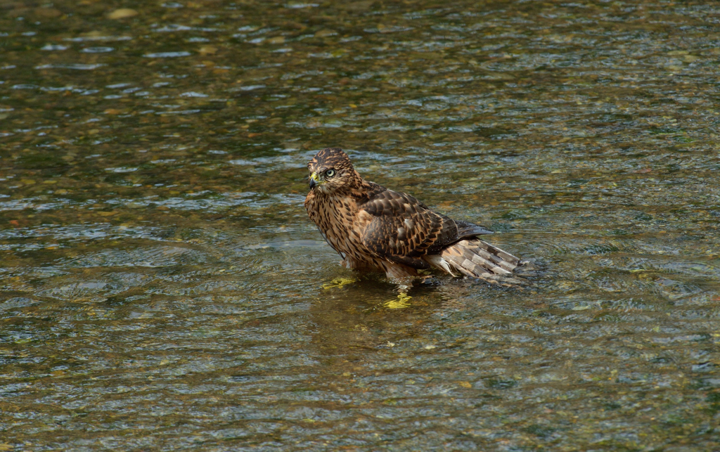 DSC_1306_00007