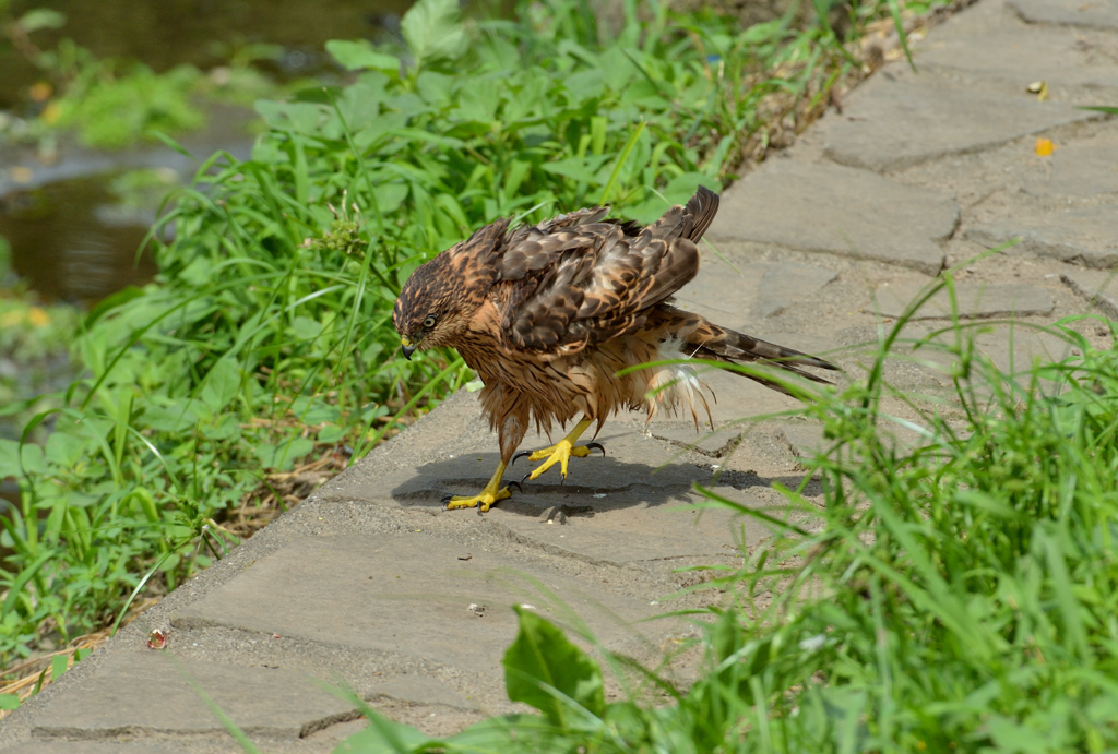 DSC_1374_00027