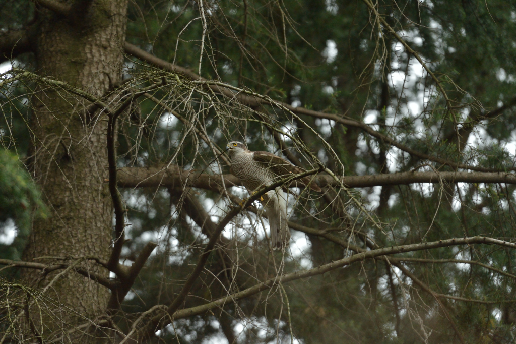 DSC_6720_00019