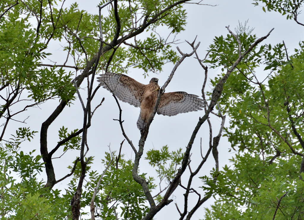 DSC_8667_00033