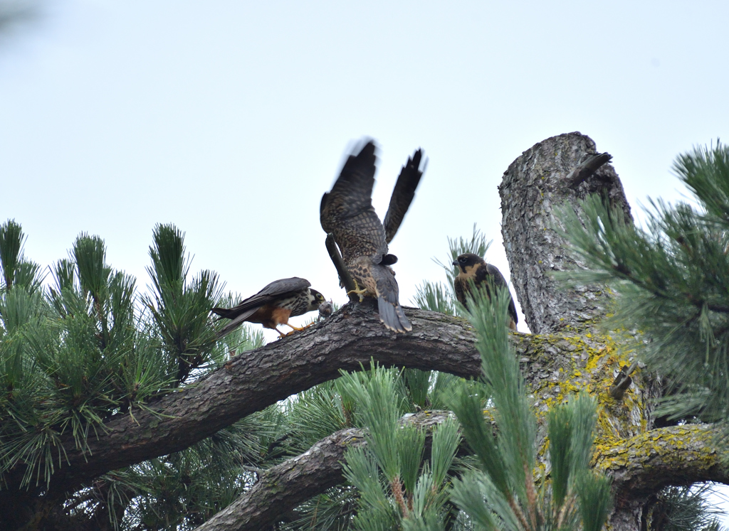 DSC_0454_00012