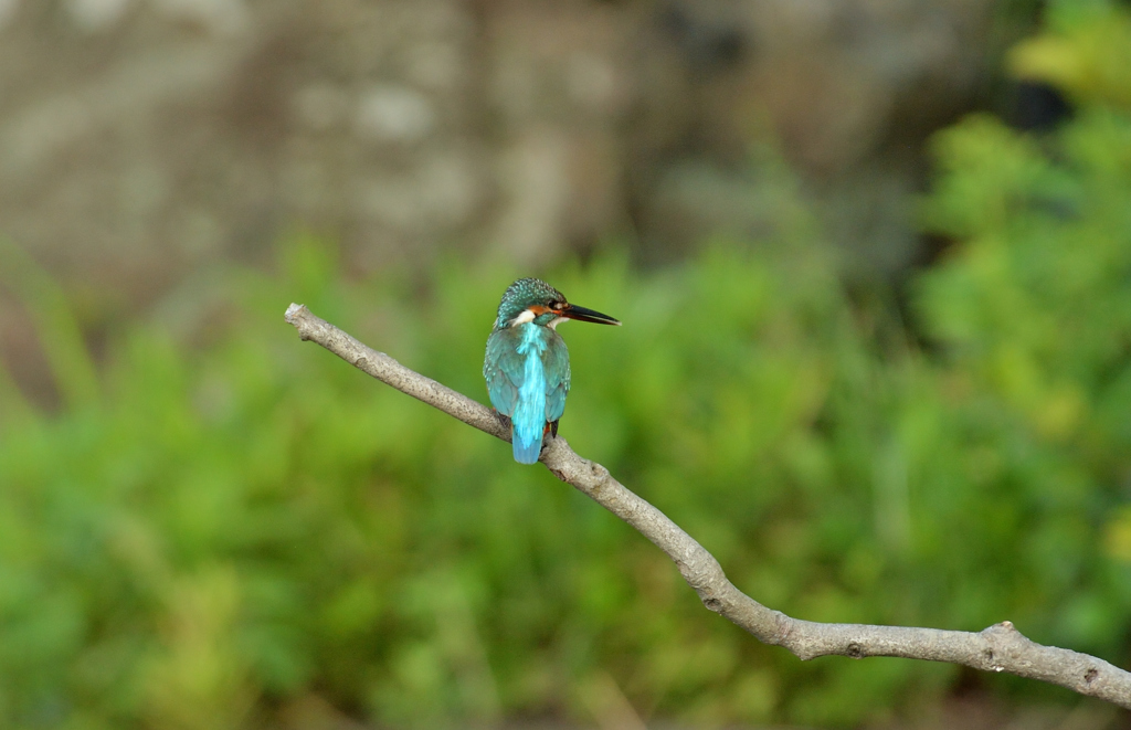 DSC_4136_00021