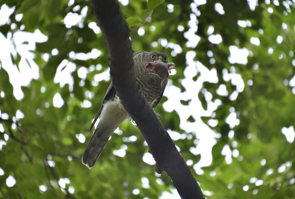 DSC_7664_00027