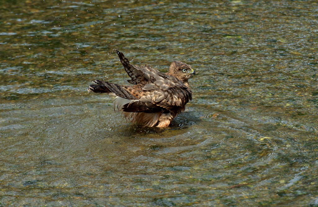 DSC_1199_00004